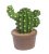 P.KAKTUSZ+CSERÉP ZÖL4,9*6,3