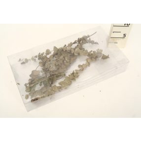 EUCALIPTUSZ 10G