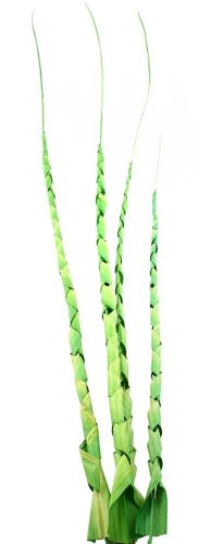 DEKOR TRÓPUSI LEVÉL, SPIRÁL ALAKÚ, 4 DARABOS, LIME