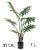 FILODENDRON, SZELDELT LEVELŰ, 7 LEVÉLLEL