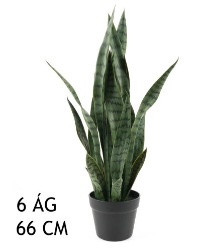 ANYÓSNYELV, 6 ÁG, ZÖLD