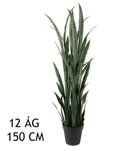ANYÓSNYELV, 12 ÁG, ZÖLD