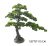 BONSAI FA, ZÖLD