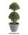 BONSAI FA, CSERÉPPEL, GYÓGYNÖVÉNYES, ZÖLD