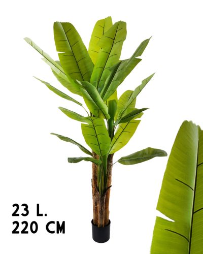 BANÁNFA, 3 ÁG, 23 LEVÉL, ZÖLD